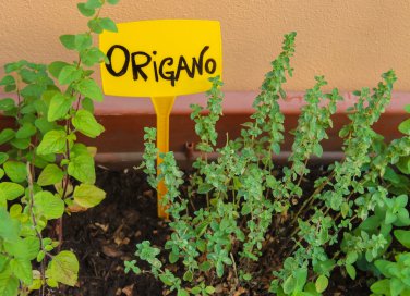 coltivare origano