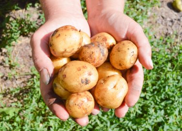 coltivare patate orto