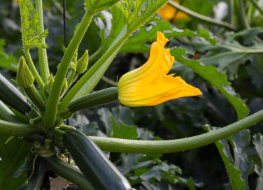 coltivare zucchine vaso, coltivare zucchine balcone