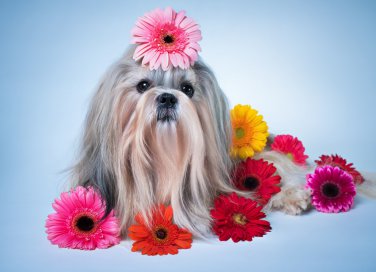 cane, pelo maleodorante, cattivi odori