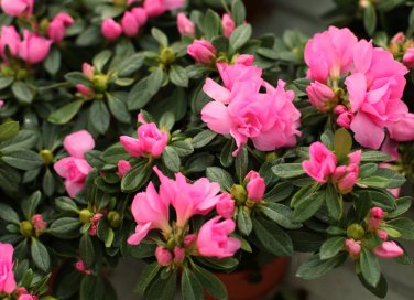 coltivare azalea