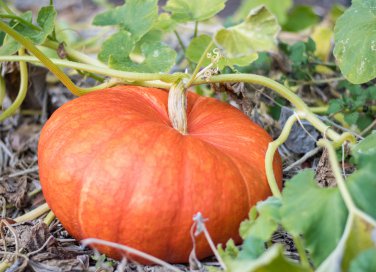 come coltivare zucca