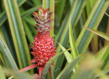 coltivare ananas, come coltivare ananans vaso