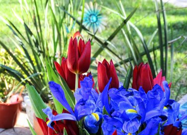  fiori da seminare in autunno, fiori autunnali, bulbi primaverili 