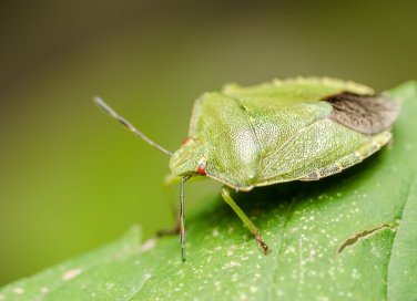 tenere lontano cimici
