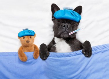 febbre nel cane