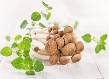 funghi chiodini ricette