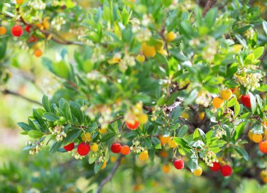 coltivare corbezzolo