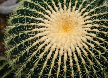 cuscino della suocera pianta, coltivare piante grasse