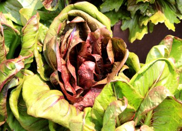 coltivare cicoria vaso