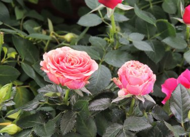 roselline vaso cure, coltivare rose miniatura