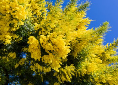 come coltivare la mimosa