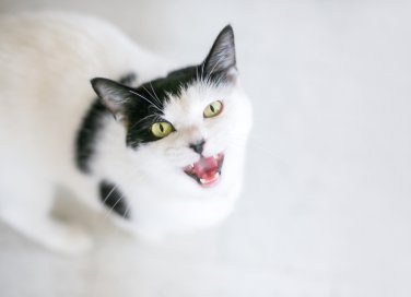 gatto che miagola, motivo, soluzioni