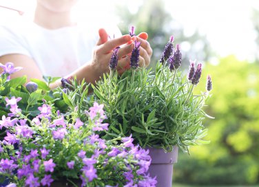 coltivare lavanda in vaso, coltivare lavanda balcone, coltivare lavanda, coltivare lavanda casa