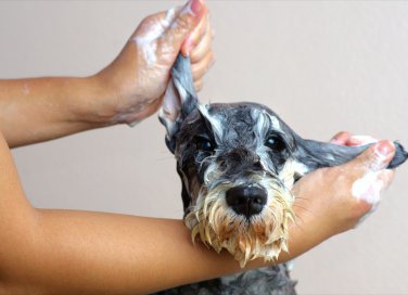 lavare cane, casa, shampoo secco