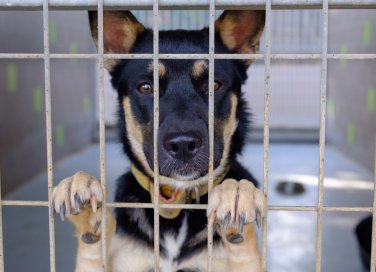 adottare cane, canile, cosa sapere