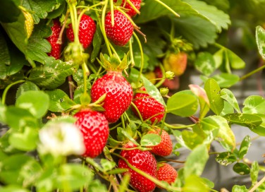 coltivare fragole, coltivare fragole orto