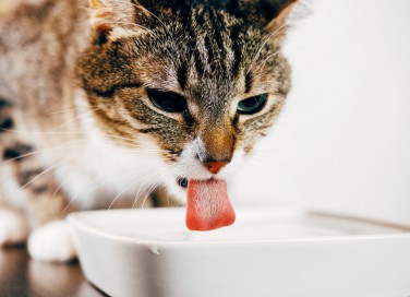 gatto, beve, cause
