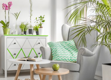 piante che purificano aria, piante purificatrici, piante che deuprano l'aria