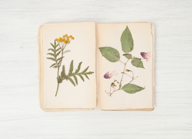 erbario fai da te, come fare erbario