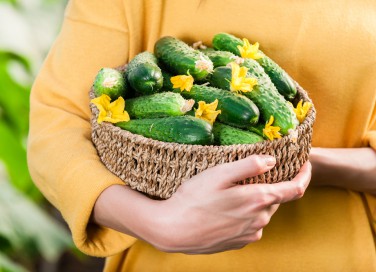 coltivare cetrioli vaso, coltivare cetrioli