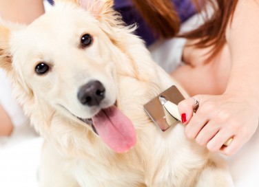 cane, spazzola, animali