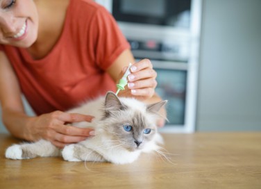 gatto, come mettere antipulci, metodo