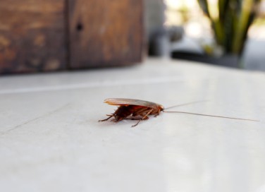 scarafaggi in casa, scarafaggi cause, rimedi scarafaggi