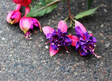 fucsia appassita, coltivare fucsia