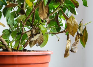gardenia secca, gardenia foglie appassite