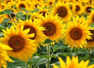 curare girasoli, coltivare girasoli