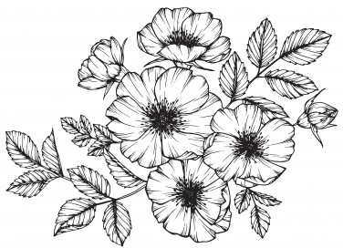 disegni da ricamare, disegni punto catenella, punto catenella schemi