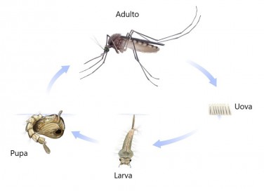 ome nascono zanzare, come si riproducono zanzare