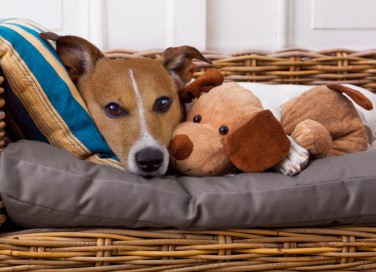Come lavare il cuscino del cane per un'igiene perfetta