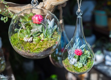 terrario piante fai da te, terrarium fai da te, giardini miniatura