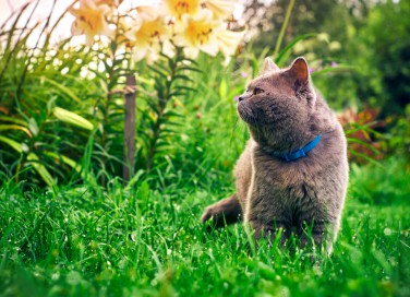 come allontanare gatti