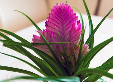 coltivare tillandsia, curare tillandsia