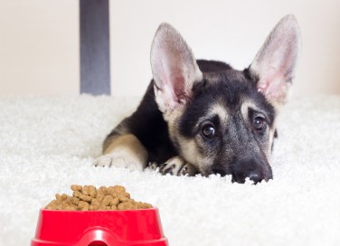 cucciolo, cane, mangiare