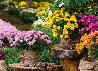 fiori autunnali, fiori da piantare a novembre