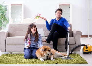 pulci, casa, animali