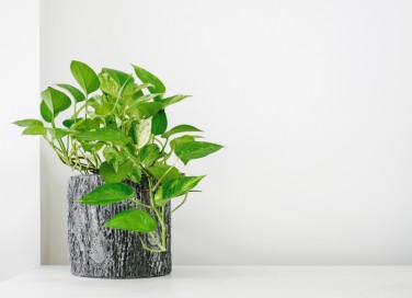 curare pothos, coltivare pothos, curare potos, coltivare potos