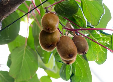 coltivare kiwi