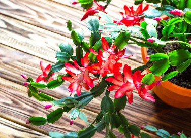 fiori natalizi da regalare, piante natalizie, fiori da regalare a natale