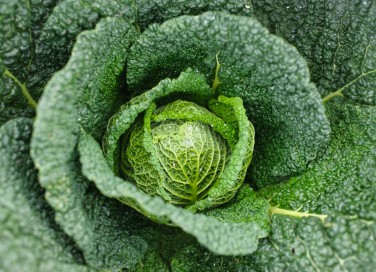 come coltivare verza, come coltivare cavolo