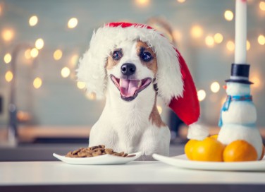 cane, panettone, Natale