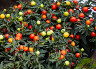 coltivare solanum pseudocapsicum, coltivare ciliegie gerusalemme 
