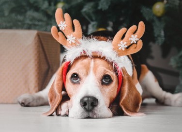 cane, capodanno, solitudine