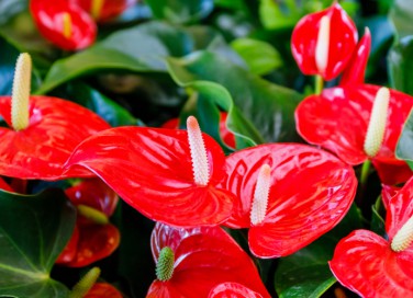 coltivare anthurium, coltivare anturio