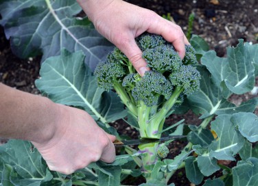 coltivare broccoli calabresi, come coltivare broccoli