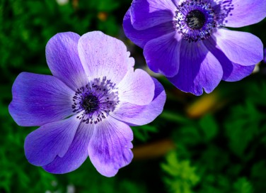 coltivare anemone